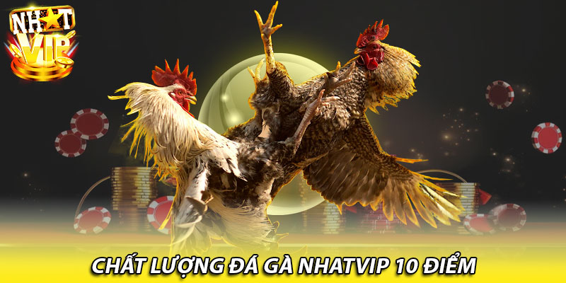 Chất lượng đá gà Nhatvip 10 điểm